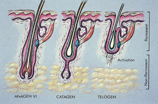 Hair Cycle