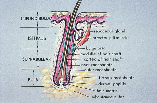 Diagrammatic Representation of Hair Anatomy