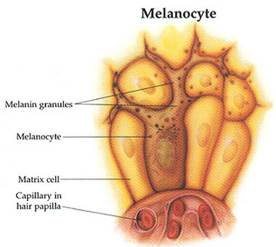 Diagram of Melanocyte