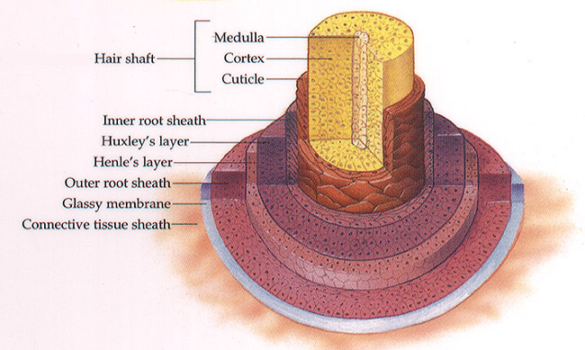 Diagram of Hair Follicle