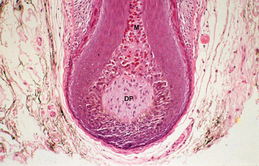 Dermal Papilla and Matrix