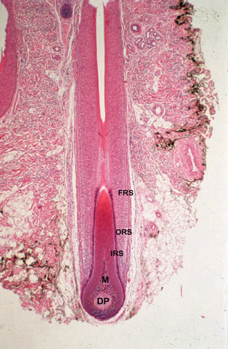 Histology of the Hair Follicle
