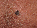 Melanoma Image 11B - Small